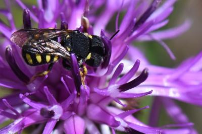Anthidie naine
