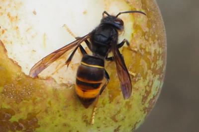 Frelon à pattes jaunes