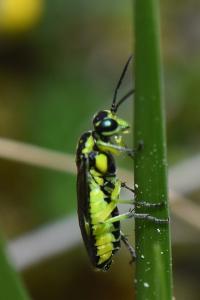 <i>Cytisogaster picta</i>