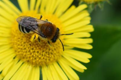 <i>Colletes</i>