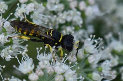 <i>Ectemnius lituratus</i>