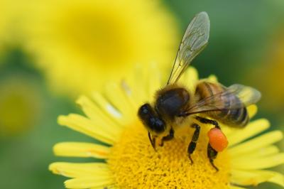 Abeille domestique