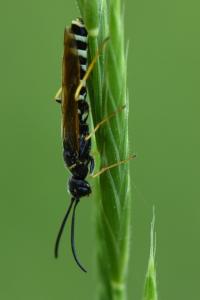 <i>Phylloecus linearis</i>