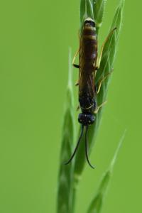 <i>Phylloecus linearis</i>