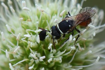 <i>Hylaeus variegatus</i>