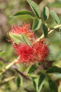 Cynips du rosier