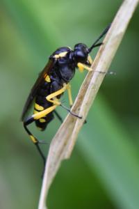 Mouche-à-scie à trois bandes jaunes