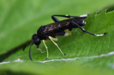 Mouche-à-scie à trois bandes jaunes