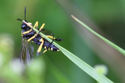 Mouche-à-scie à trois bandes jaunes