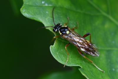 <i>Tenthredopsis stigma</i>