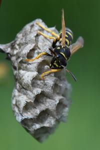 <i>Polistes nimpha</i>