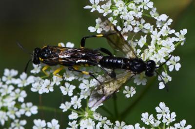 Mouche-à-scie à trois bandes jaunes