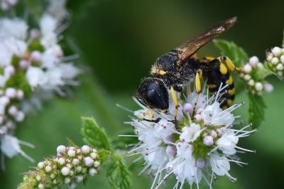<i>Ectemnius fossorius</i>