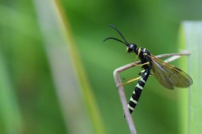 <i>Phylloecus linearis</i>