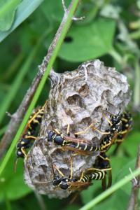 <i>Polistes nimpha</i>