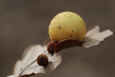Cynips des feuilles de chêne