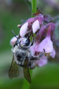 <i>Andrena</i>