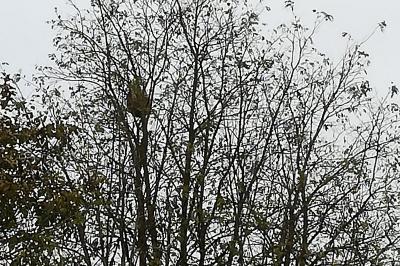 Frelon à pattes jaunes