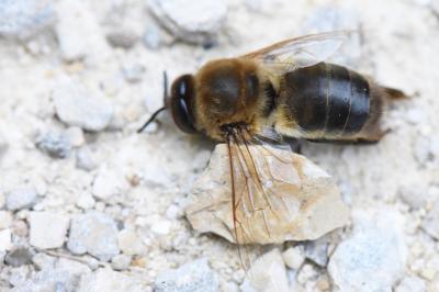 Abeille domestique