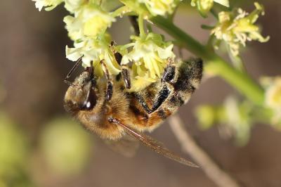 Abeille domestique