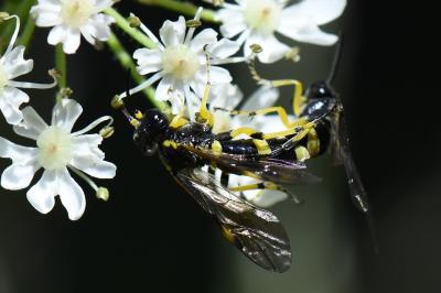 Mouche-à-scie à deux bandes jaunes