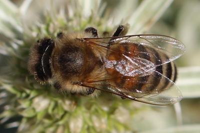 Abeille domestique