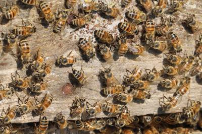 Abeille domestique