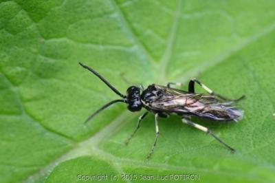 <i>Macrophya alboannulata</i>