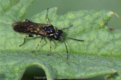 <i>Macrophya alboannulata</i>