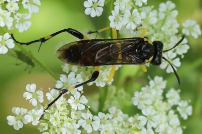 Mouche-à-scie à trois bandes jaunes