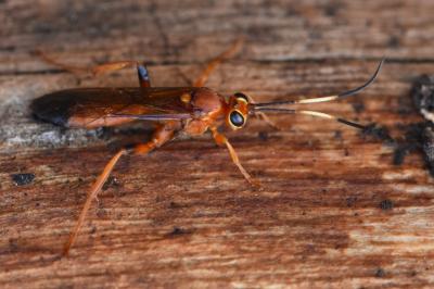 <i>Lymantrichneumon disparis</i>