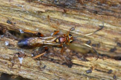 <i>Lymantrichneumon disparis</i>