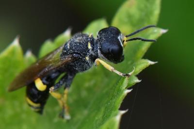<i>Ectemnius continuus</i>