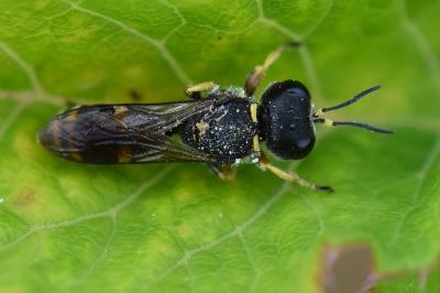 <i>Ectemnius continuus</i>