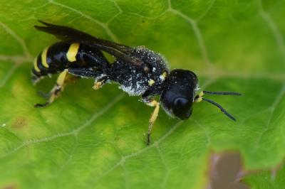 <i>Ectemnius continuus</i>