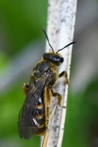 Lasioglosse chaussée
