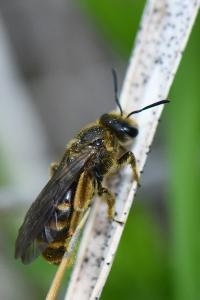 Lasioglosse chaussée