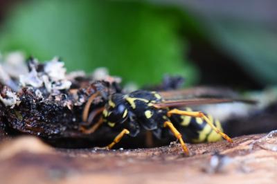 <i>Polistes nimpha</i>