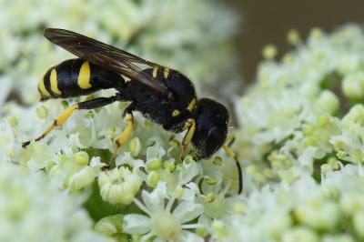 <i>Ectemnius continuus</i>