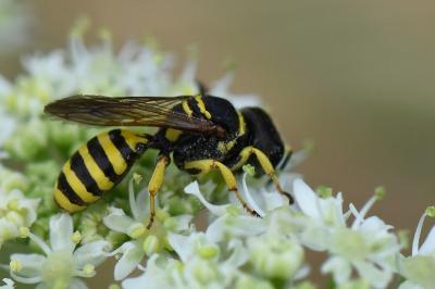 <i>Ectemnius lituratus</i>