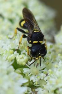 <i>Ectemnius continuus</i>