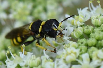 <i>Ectemnius lituratus</i>