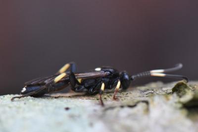 <i>Ichneumon</i>