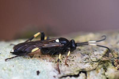 <i>Ichneumon</i>