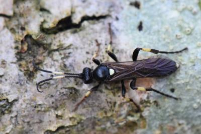 <i>Ichneumon</i>