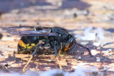 Vespa velutina