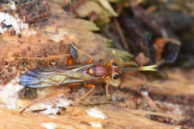 <i>Lymantrichneumon disparis</i>