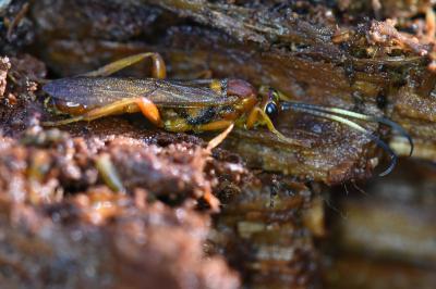<i>Lymantrichneumon disparis</i>