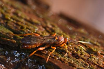 <i>Lymantrichneumon disparis</i>