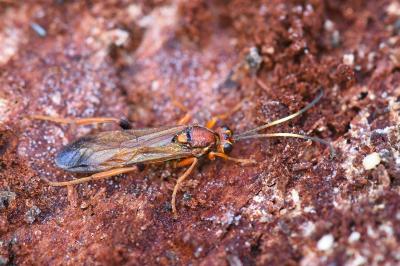 <i>Lymantrichneumon disparis</i>